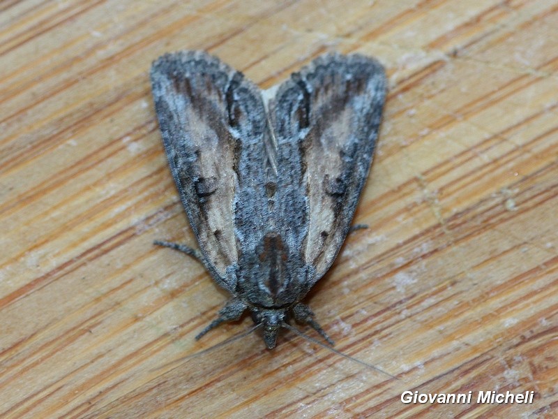 Piccola Noctuidae da id - Cfr. Bryophila (Bryoleuca) raptricula